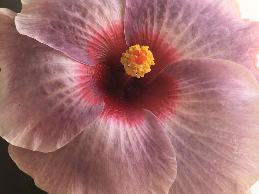 17.10.2018 - Tahitian Midnight Magic