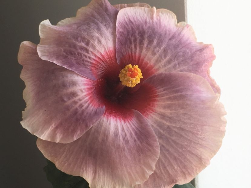 17.10.2018 - Tahitian Midnight Magic