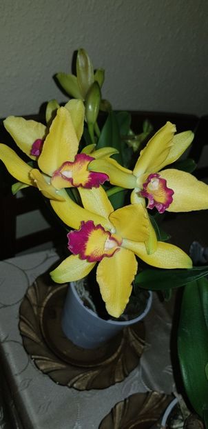 Cattleya - Orhideele mele 2018