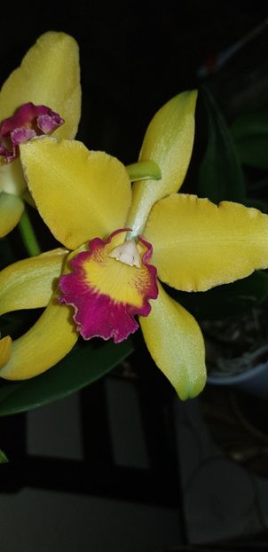 Cattleya - Orhideele mele 2018