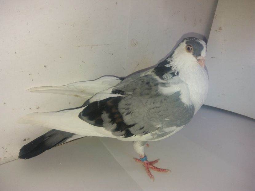 7130  femelă  2018 - Plecați ALBUM 2