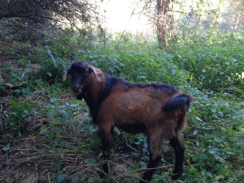 image - 0 Aa De vânzare țap alpina franceză