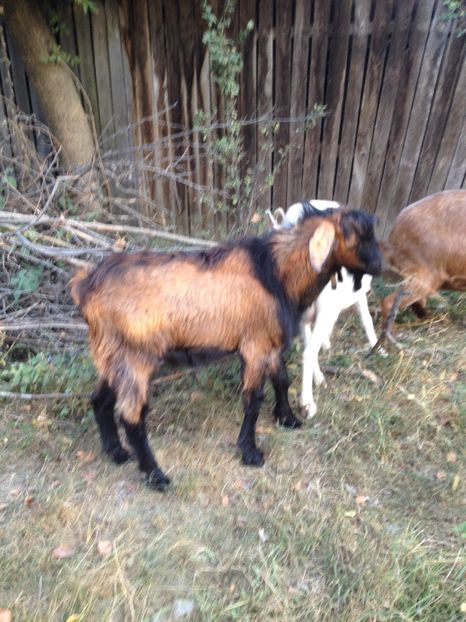 image - 0 Aa De vânzare țap alpina franceză