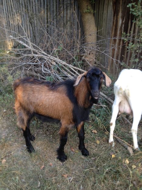 image - 0 Aa De vânzare țap alpina franceză