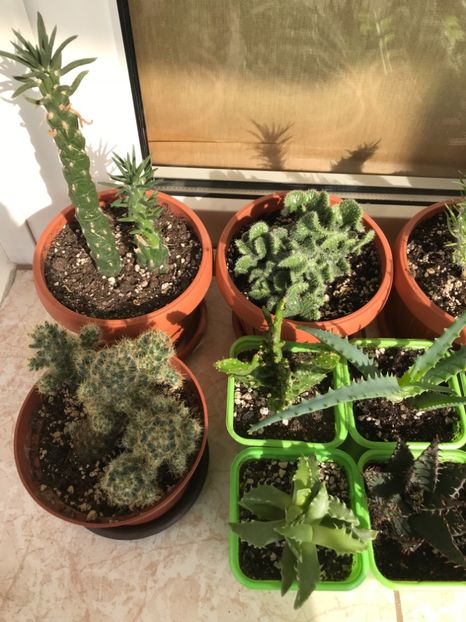 FB950A1C-9A97-4098-949D-55A405D46292 - Cactusi de vanzare 2018 vara