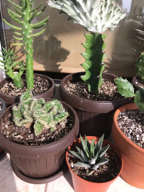 29546899-60DF-4F9A-97A2-3680C63C06E9 - Cactusi de vanzare 2018 vara