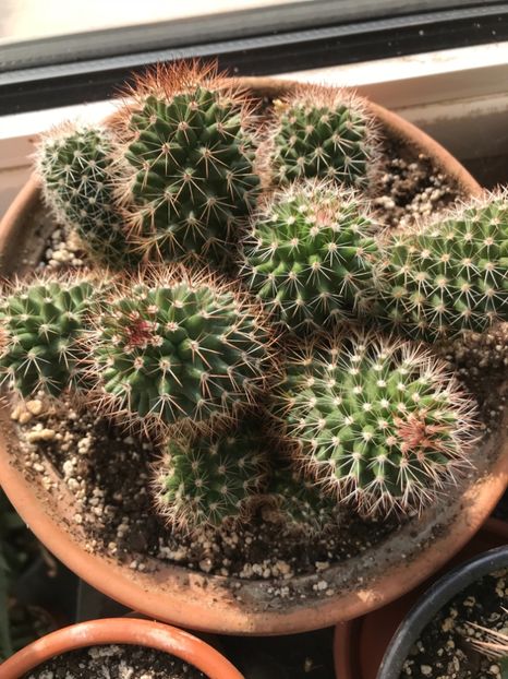 2FF4961C-5E62-430B-91C9-F42788391B9A - Cactusi de vanzare 2018