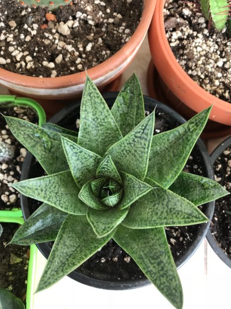 828C0117-FCEE-456E-ABCB-EA83F6A88C90 - Cactusi de vanzare 2018