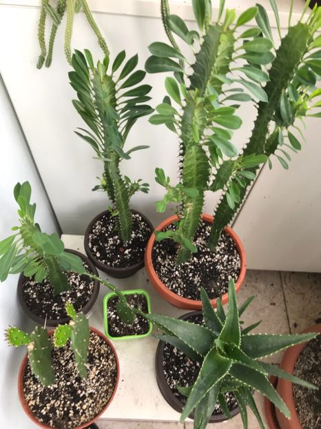 22E14124-1A2B-4C21-8469-4510768361CA - Cactusi si suculente de vanzare 2018