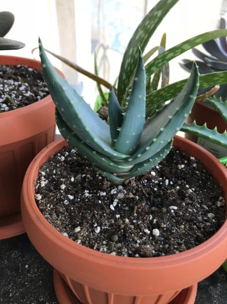 BE6D2EC0-59B8-497B-AA5F-29010B696DB5 - Cactusi si suculente de vanzare 2018