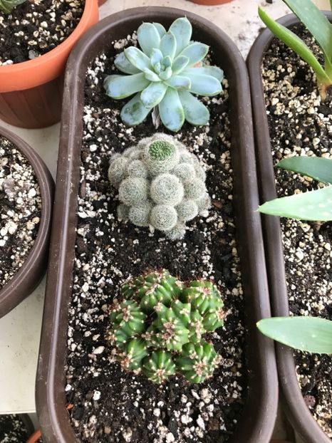 92F4565C-98B5-464F-8B0B-C392FBEB3B3E - Cactusi si suculente de vanzare 2018