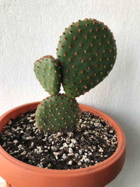 5F154974-50FE-41F2-8D70-D7E26EC9DA55 - Cactusi si suculente de vanzare 2018