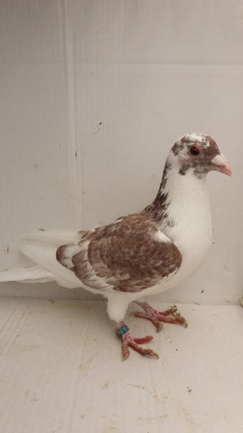 M 2018 vandut - De! voiajori vanduti