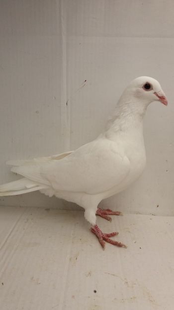 F 2018 vanduta - De! voiajori vanduti