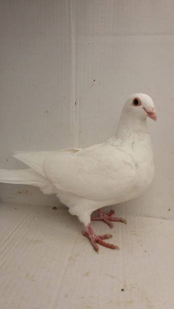 F 2018 vanduta - De! voiajori vanduti