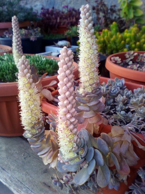  - curtea cu toate cele 2018