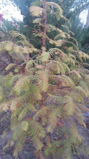 IMG-20181017-WA0008 - curtea cu toate cele 2018