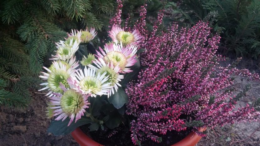 IMG-20181017-WA0007 - curtea cu toate cele 2018