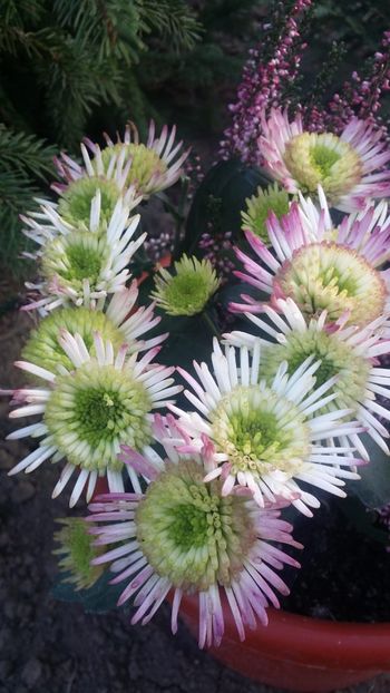 IMG-20181017-WA0005 - curtea cu toate cele 2018