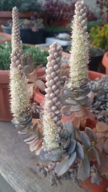 IMG-20181017-WA0004 - curtea cu toate cele 2018