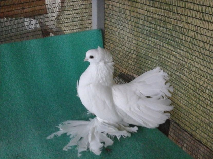  - de vanzare LOT SIBERIENI