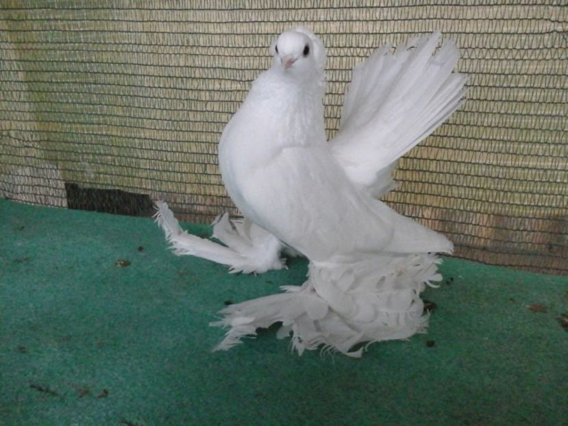  - de vanzare LOT SIBERIENI