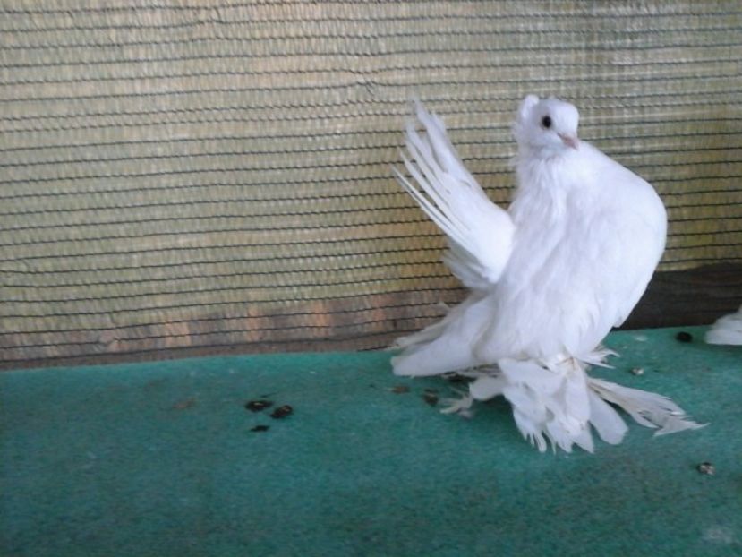 F B 254 - de VANZARE SIBERIENI FEMELE