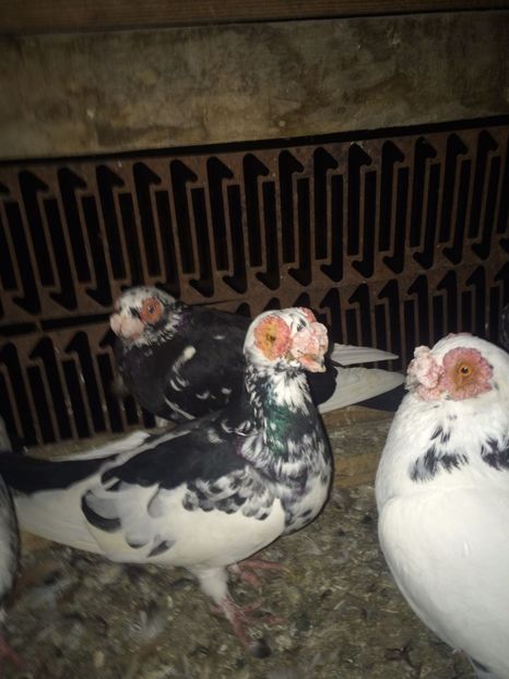 IMG-20181017-WA0028 - Berberi 2019