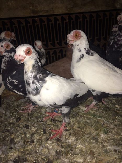 IMG-20181017-WA0025 - Berberi 2019