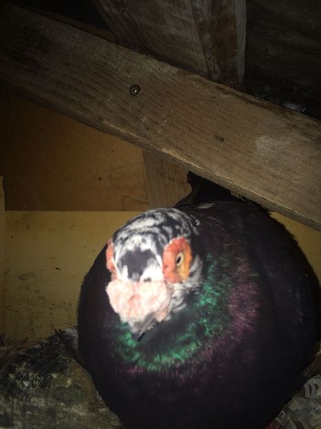 IMG-20181017-WA0019 - Berberi 2019