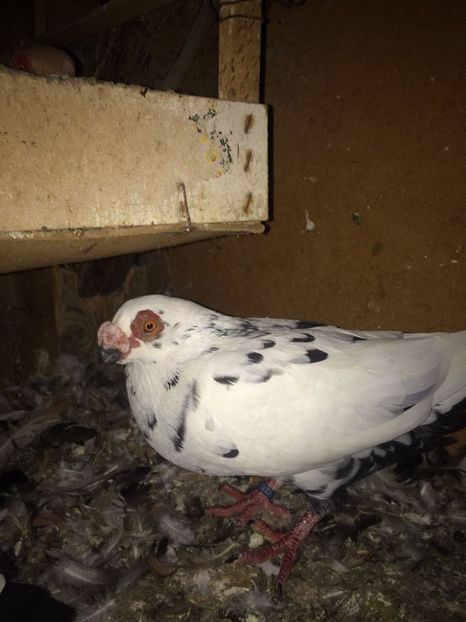 IMG-20181017-WA0016 - Berberi 2019