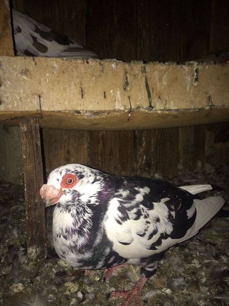 IMG-20181017-WA0015 - Berberi 2019