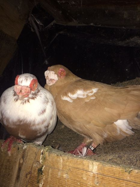 IMG-20181017-WA0014 - Berberi 2019