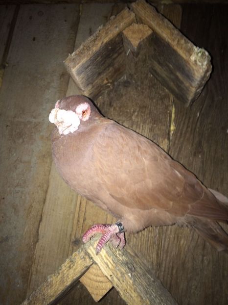 IMG-20181017-WA0013 - Berberi 2019