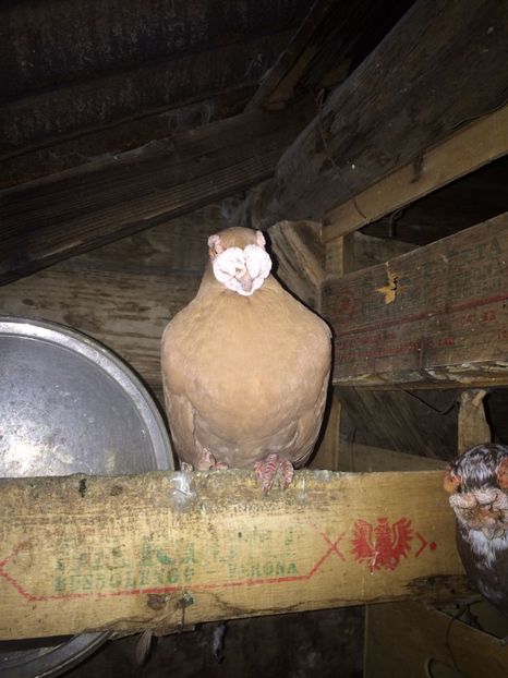 IMG-20181017-WA0011 - Berberi 2019