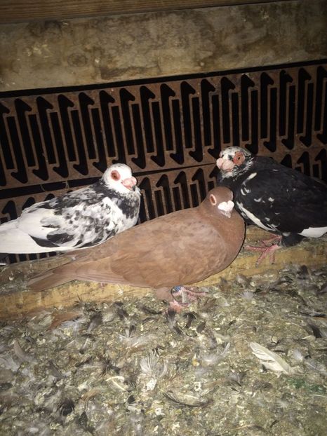 IMG-20181017-WA0010 - Berberi 2019