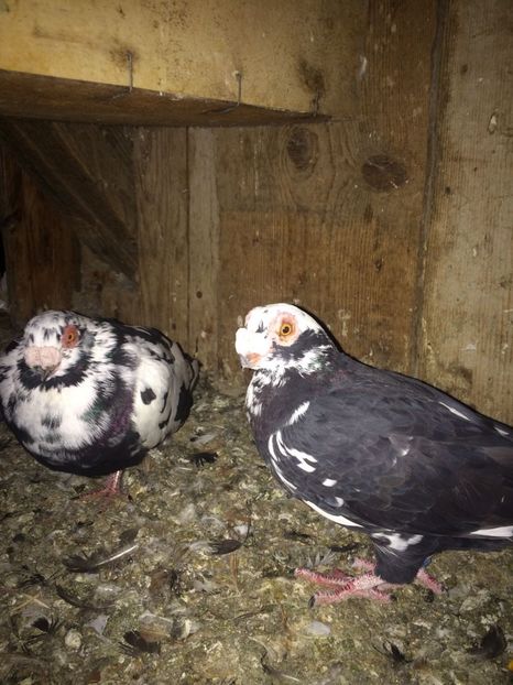 IMG-20181017-WA0008 - Berberi 2019