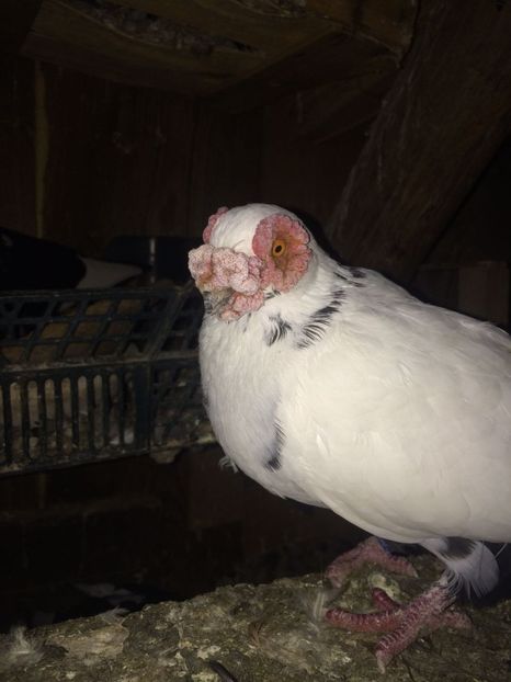 IMG-20181017-WA0007 - Berberi 2019