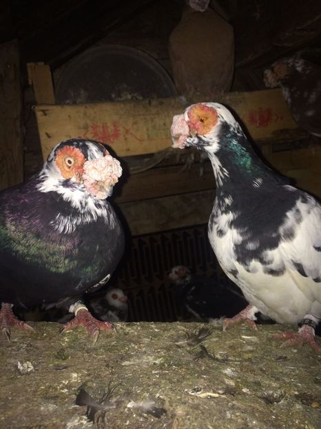 IMG-20181017-WA0006 - Berberi 2019