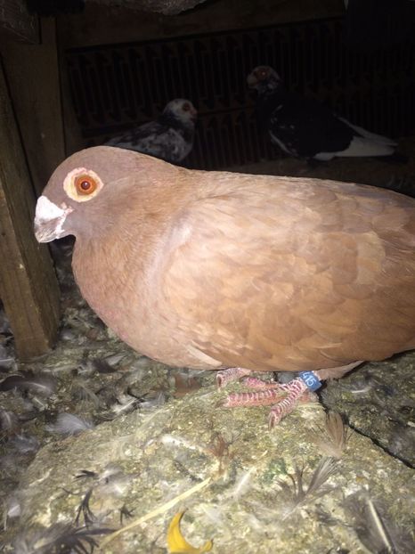 IMG-20181017-WA0005 - Berberi 2019