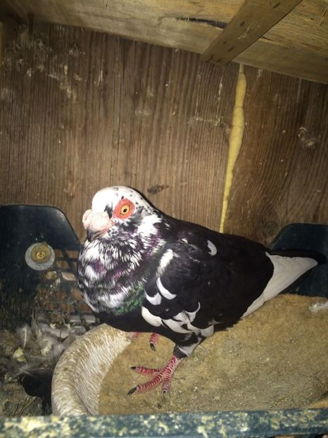 IMG-20181017-WA0003 - Berberi 2019