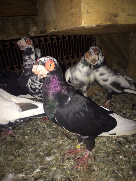 IMG-20181017-WA0002 - Berberi 2019