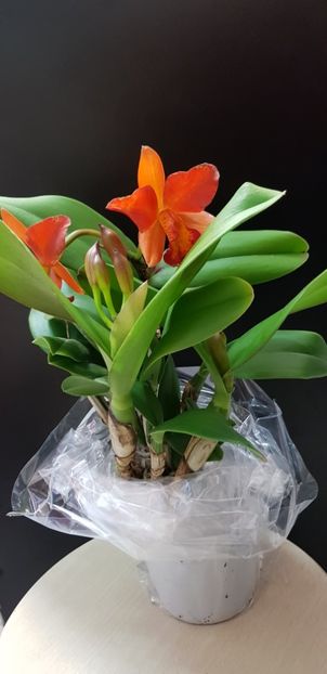 cattleya laelia milleri - Orhideele mele 2018