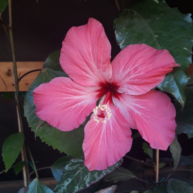  - hibi Hummels Fantasy