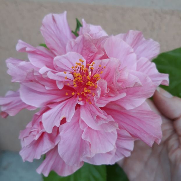  - hibi roz dublu inchis