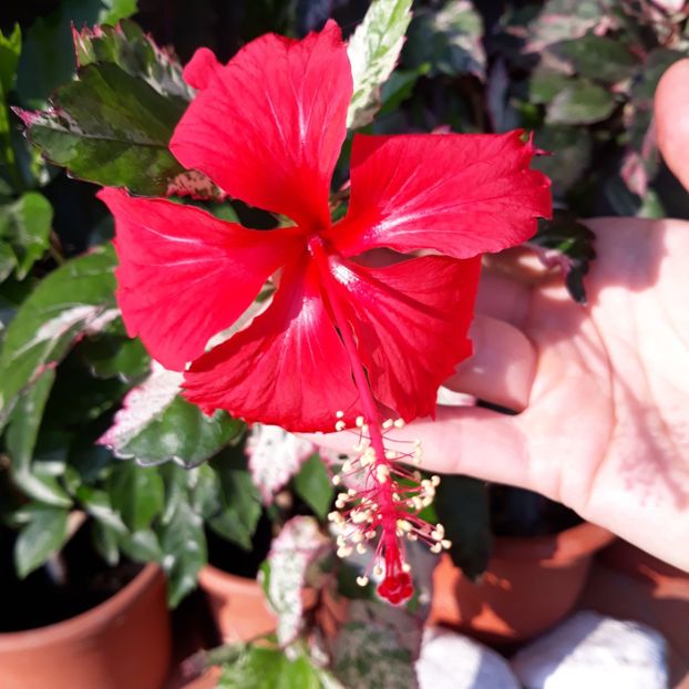  - hibi cooperi rose flake