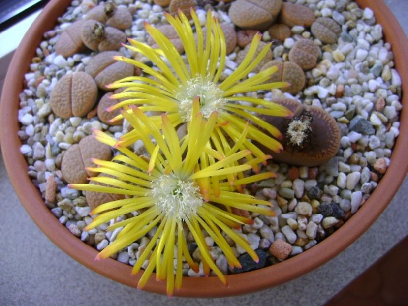 Lithops - Suculente 2018