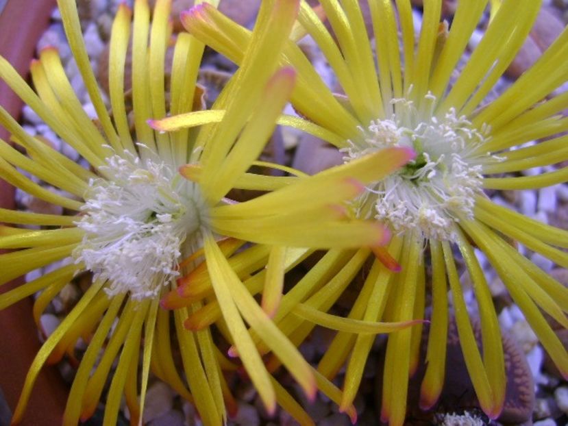 Lithops - Suculente 2018