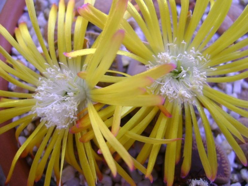 Lithops - Suculente 2018