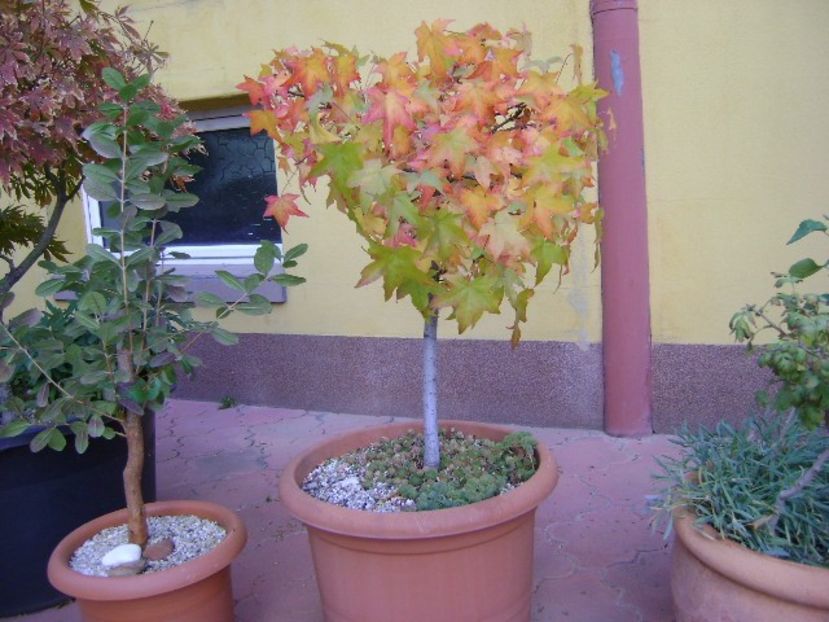 Liquidambar styraciflua - Toamna 2018-2019